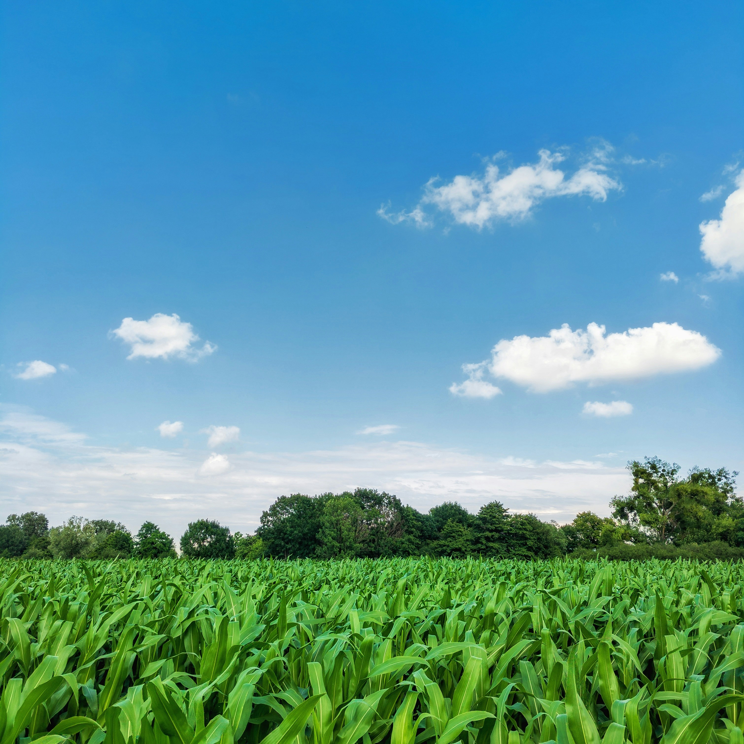 Maize Plantations